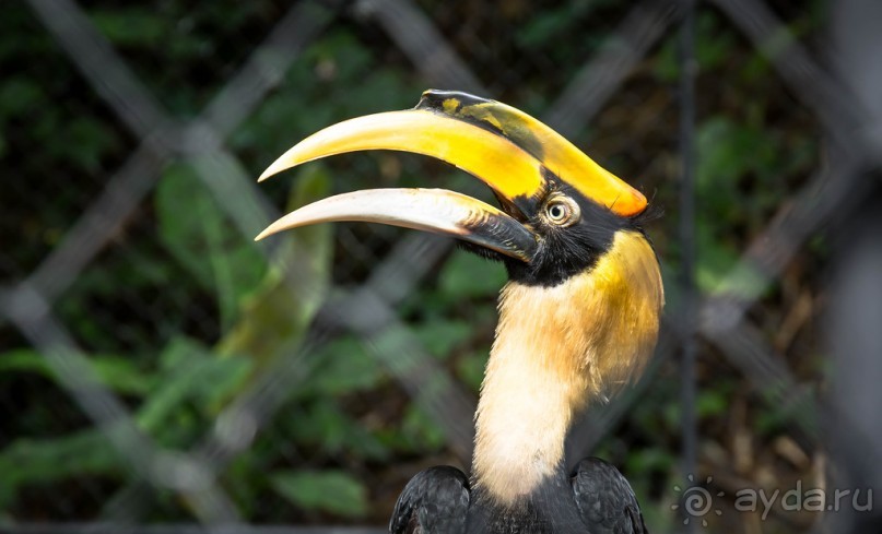 БОТАНИЧЕСКИЙ САД И САД ПТИЦ НА ПХУКЕТЕ