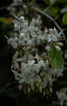 БОТАНИЧЕСКИЙ САД И САД ПТИЦ НА ПХУКЕТЕ