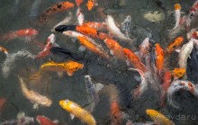 БОТАНИЧЕСКИЙ САД И САД ПТИЦ НА ПХУКЕТЕ