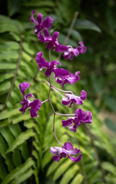 БОТАНИЧЕСКИЙ САД И САД ПТИЦ НА ПХУКЕТЕ