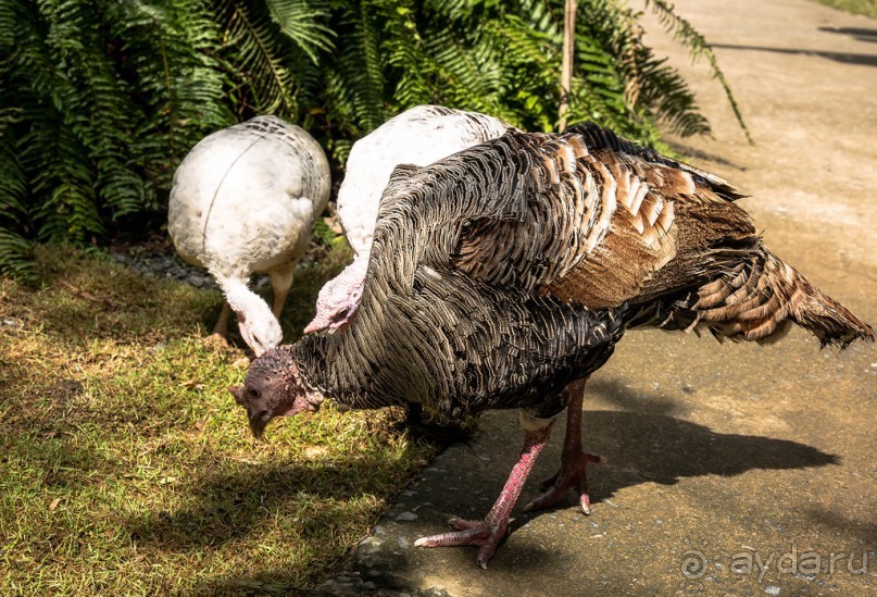 БОТАНИЧЕСКИЙ САД И САД ПТИЦ НА ПХУКЕТЕ