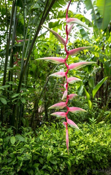 БОТАНИЧЕСКИЙ САД И САД ПТИЦ НА <a href=/thailand/phuket/>ПХУКЕТЕ</a>