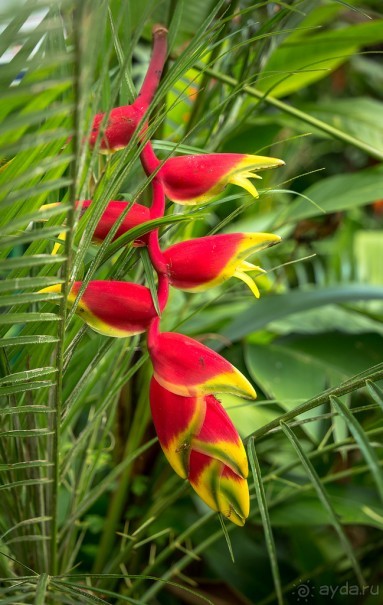 БОТАНИЧЕСКИЙ САД И САД ПТИЦ НА ПХУКЕТЕ