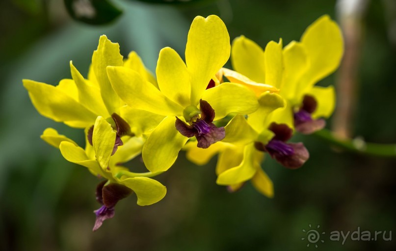 БОТАНИЧЕСКИЙ САД И САД ПТИЦ НА ПХУКЕТЕ