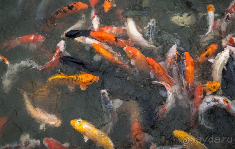 БОТАНИЧЕСКИЙ САД И САД ПТИЦ НА ПХУКЕТЕ