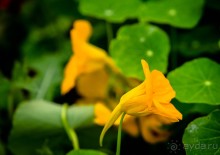 НОВОДЕВИЧИЙ МОНАСТЫРЬ В МОСКВЕ И ПОДМОСКОВЬЕ ВО ВТОРОЙ ПОЛОВИНЕ СЕНТЯБРЯ