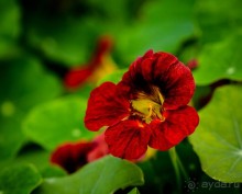 НОВОДЕВИЧИЙ МОНАСТЫРЬ В МОСКВЕ И ПОДМОСКОВЬЕ ВО ВТОРОЙ ПОЛОВИНЕ СЕНТЯБРЯ