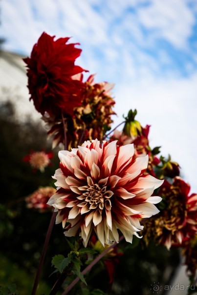 НОВОДЕВИЧИЙ МОНАСТЫРЬ В МОСКВЕ И ПОДМОСКОВЬЕ ВО ВТОРОЙ ПОЛОВИНЕ СЕНТЯБРЯ