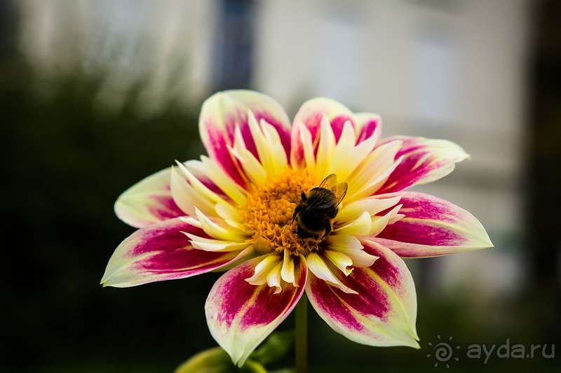 НОВОДЕВИЧИЙ МОНАСТЫРЬ В МОСКВЕ И ПОДМОСКОВЬЕ ВО ВТОРОЙ ПОЛОВИНЕ СЕНТЯБРЯ