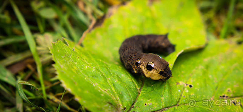 НОВОДЕВИЧИЙ МОНАСТЫРЬ В МОСКВЕ И ПОДМОСКОВЬЕ ВО ВТОРОЙ ПОЛОВИНЕ СЕНТЯБРЯ