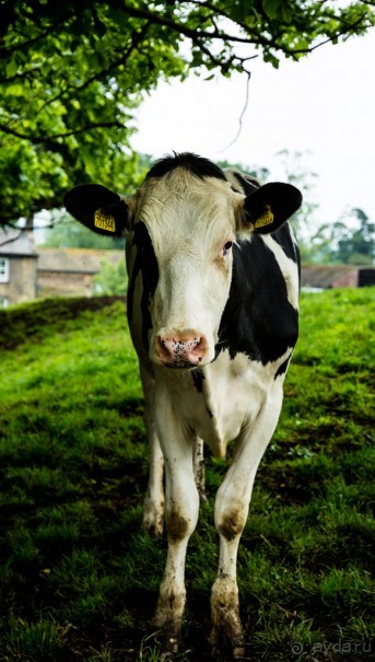 BEVERLEY MINSTER и SKIPTON CASTLE AND SKIPTON ПОД ЙОРКОМ