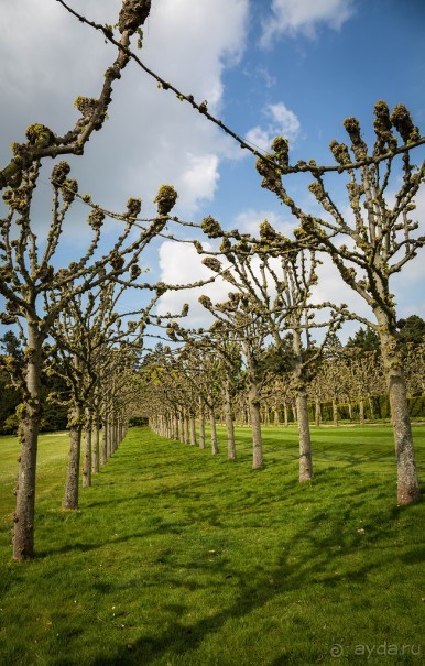 САНДРИНГАМ - ЦВЕТЫ И ПАРК