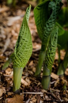 САНДРИНГАМ - ЦВЕТЫ И ПАРК