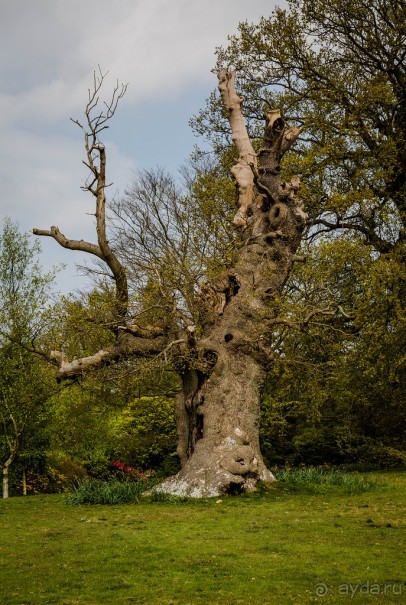 САНДРИНГАМ - ЦВЕТЫ И ПАРК
