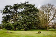 САНДРИНГАМ - ЦВЕТЫ И ПАРК