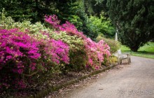 САНДРИНГАМ - ЦВЕТЫ И ПАРК