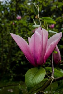 САНДРИНГАМ - ЦВЕТЫ И ПАРК