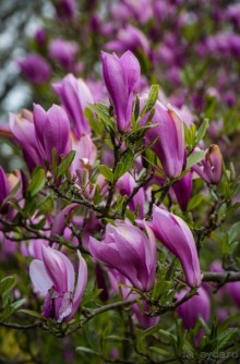 САНДРИНГАМ - ЦВЕТЫ И ПАРК