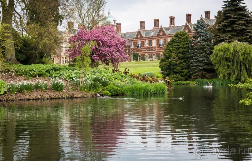 САНДРИНГАМ - ЦВЕТЫ И ПАРК