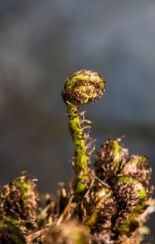 САНДРИНГАМ - ЦВЕТЫ И ПАРК