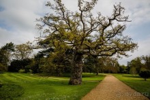 САНДРИНГАМ - ЦВЕТЫ И ПАРК