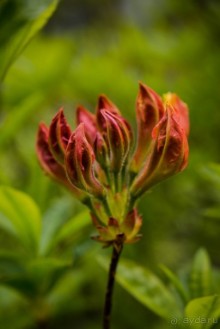 САНДРИНГАМ - ЦВЕТЫ И ПАРК