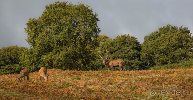 BRADGATE PARK В ОКТЯБРЕ и ОСЕНЬ В ГОРОДЕ