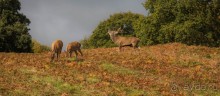 BRADGATE PARK В ОКТЯБРЕ и ОСЕНЬ В ГОРОДЕ