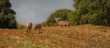 BRADGATE PARK В ОКТЯБРЕ и ОСЕНЬ В ГОРОДЕ