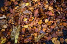 BRADGATE PARK В ОКТЯБРЕ и ОСЕНЬ В ГОРОДЕ