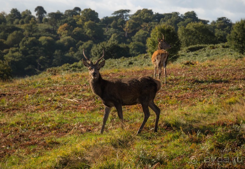 BRADGATE PARK В ОКТЯБРЕ и ОСЕНЬ В ГОРОДЕ