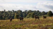 BRADGATE PARK В ОКТЯБРЕ и ОСЕНЬ В ГОРОДЕ
