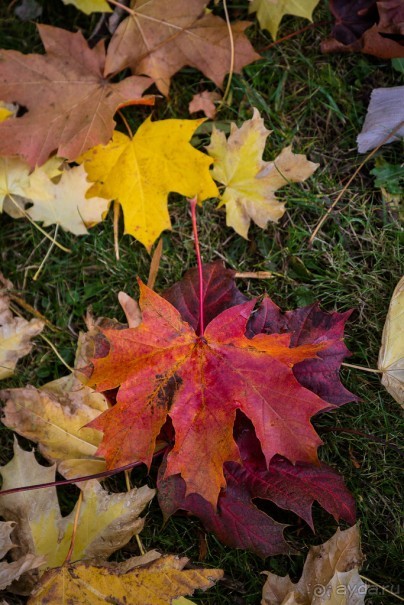 BRADGATE PARK В ОКТЯБРЕ и ОСЕНЬ В ГОРОДЕ