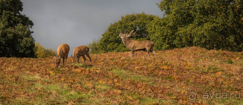 Альбом отзыва "BRADGATE PARK В ОКТЯБРЕ и ОСЕНЬ В ГОРОДЕ"