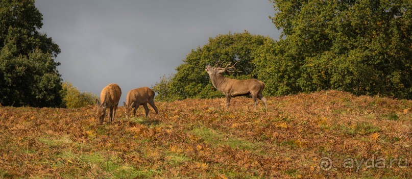 Альбом отзыва "BRADGATE PARK В ОКТЯБРЕ и ОСЕНЬ В ГОРОДЕ"