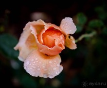 Альбом отзыва "САДЫ РОТШИЛЬДА ОКОЛО ХАЙФЫ В ИЗРАИЛЕ"