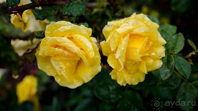 Альбом отзыва "САДЫ РОТШИЛЬДА ОКОЛО ХАЙФЫ В ИЗРАИЛЕ"