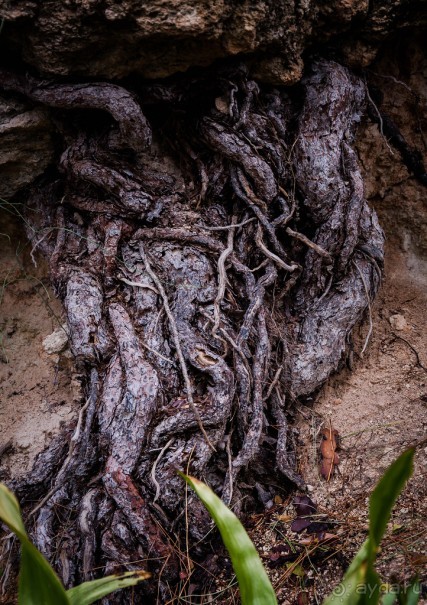 Альбом отзыва "САДЫ РОТШИЛЬДА ОКОЛО ХАЙФЫ В ИЗРАИЛЕ"