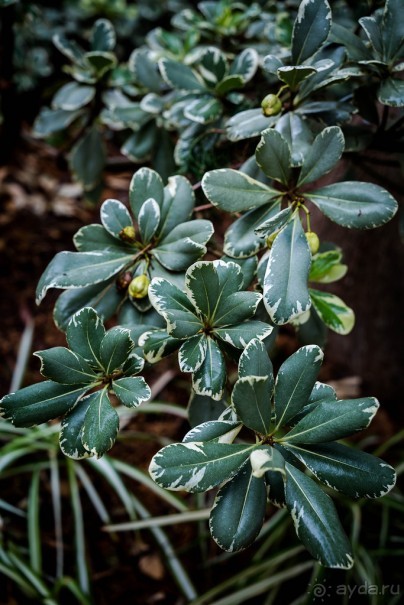 Альбом отзыва "САДЫ РОТШИЛЬДА ОКОЛО ХАЙФЫ В ИЗРАИЛЕ"