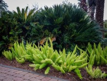 Альбом отзыва "САДЫ РОТШИЛЬДА ОКОЛО ХАЙФЫ В ИЗРАИЛЕ"