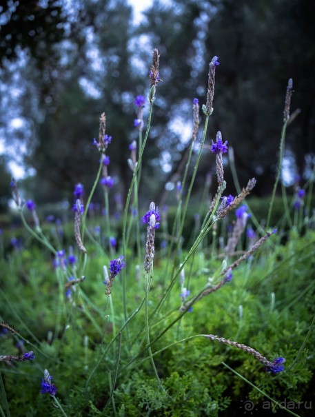САДЫ РОТШИЛЬДА ОКОЛО ХАЙФЫ В ИЗРАИЛЕ