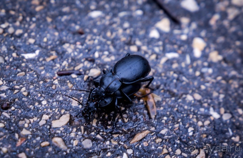 САДЫ РОТШИЛЬДА ОКОЛО ХАЙФЫ В ИЗРАИЛЕ