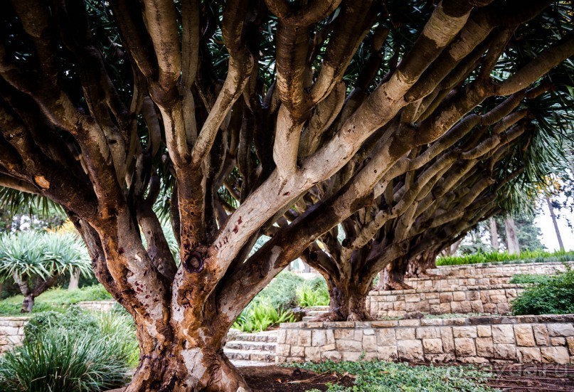 САДЫ РОТШИЛЬДА ОКОЛО ХАЙФЫ В ИЗРАИЛЕ