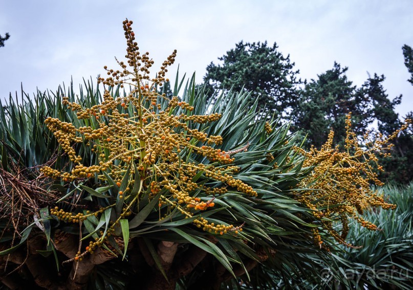 САДЫ РОТШИЛЬДА ОКОЛО ХАЙФЫ В ИЗРАИЛЕ