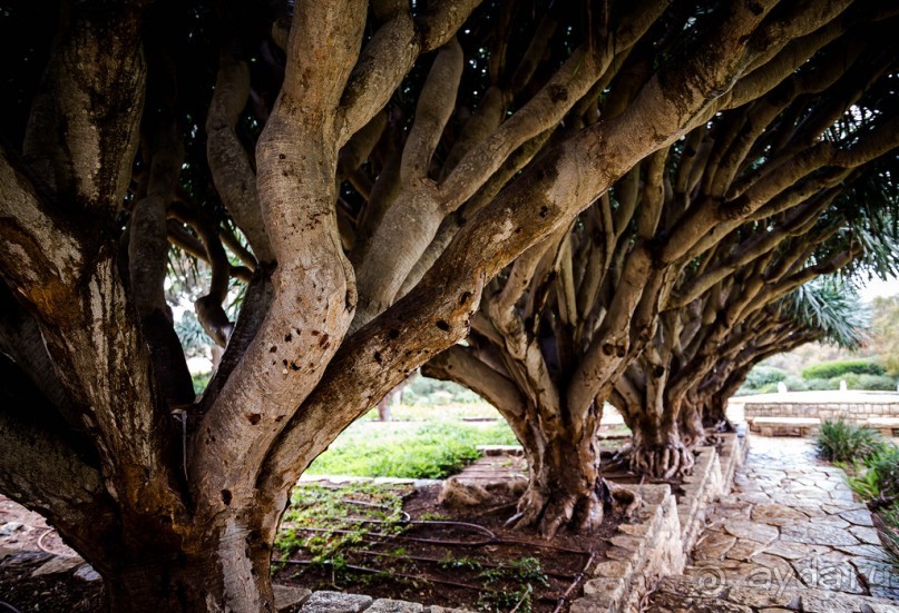 САДЫ РОТШИЛЬДА ОКОЛО ХАЙФЫ В ИЗРАИЛЕ