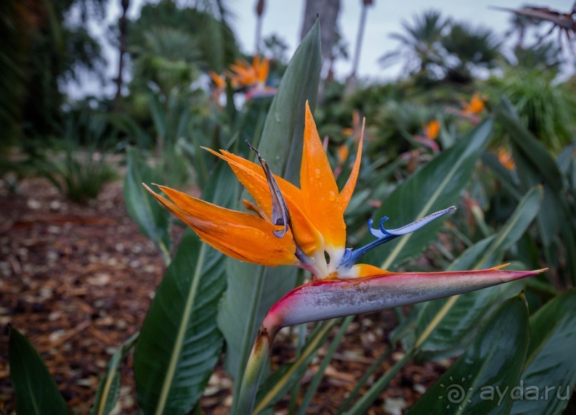 САДЫ РОТШИЛЬДА ОКОЛО ХАЙФЫ В ИЗРАИЛЕ