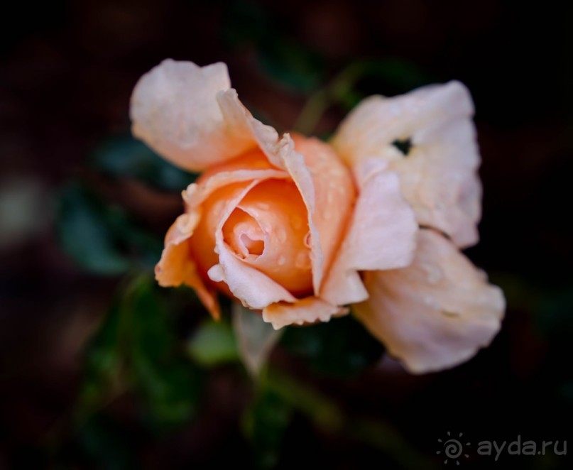 САДЫ РОТШИЛЬДА ОКОЛО ХАЙФЫ В ИЗРАИЛЕ