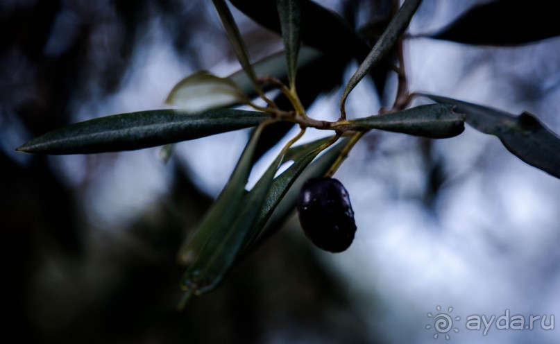 САДЫ РОТШИЛЬДА ОКОЛО ХАЙФЫ В ИЗРАИЛЕ