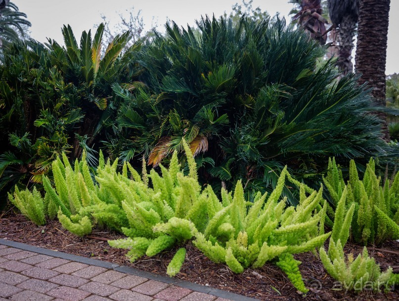 САДЫ РОТШИЛЬДА ОКОЛО ХАЙФЫ В ИЗРАИЛЕ