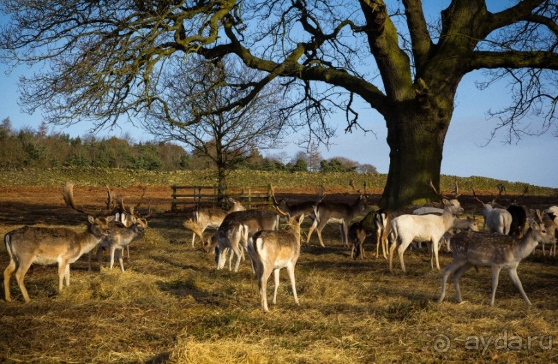 BRADGATE PARK В ЯНВАРЕ